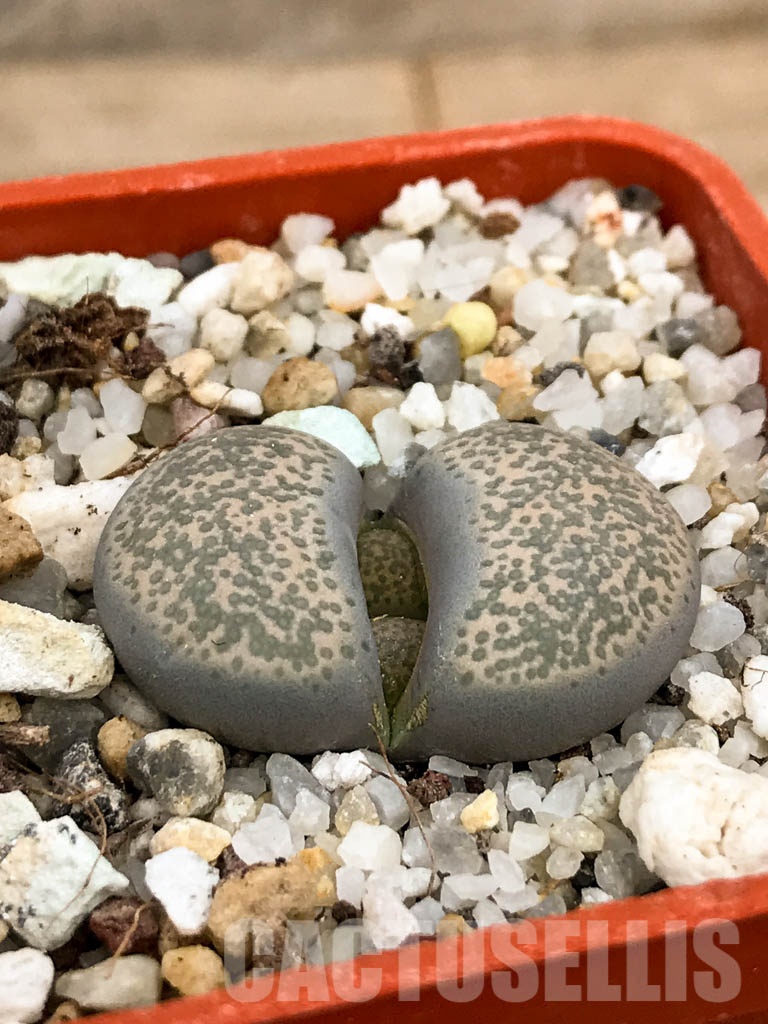 SHPR8486 Lithops terricolor C253, 95 km NW of Port Elizabeth, South Africa - immagine 2