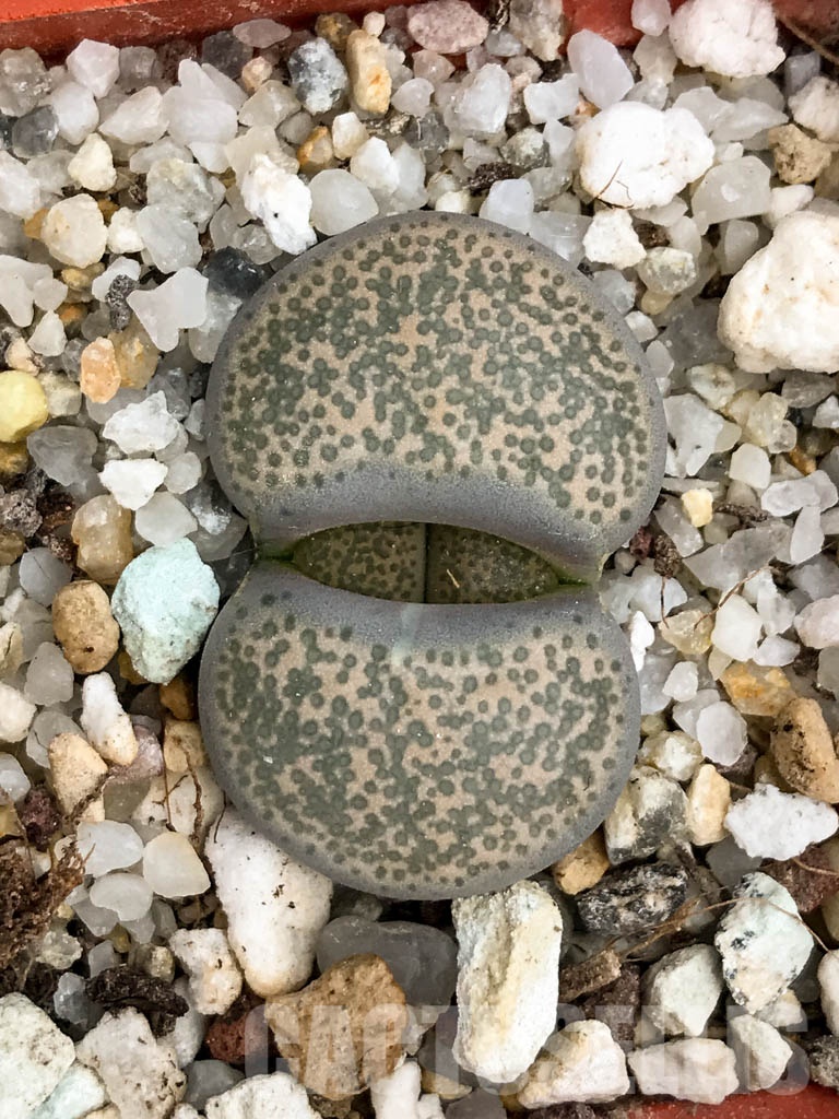 SHPR8486 Lithops terricolor C253, 95 km NW of Port Elizabeth, South Africa - immagine 3