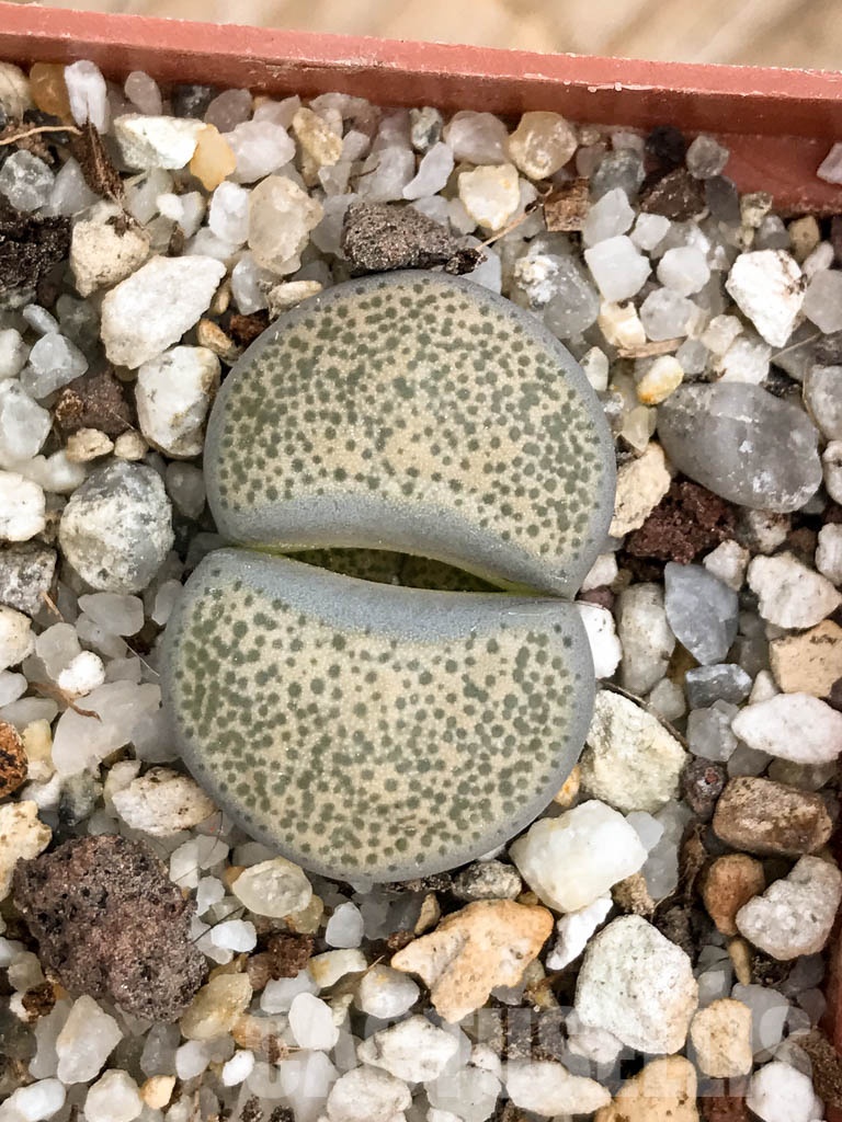 SHPR8486 Lithops terricolor C253, 95 km NW of Port Elizabeth, South Africa