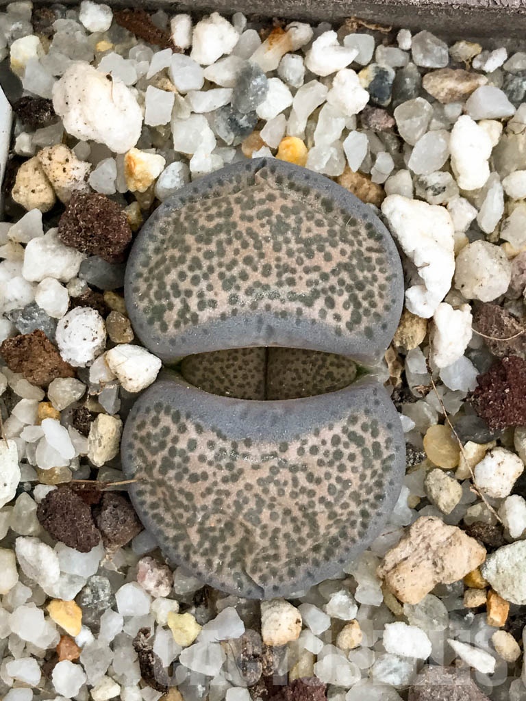 SHPR8486 Lithops terricolor C253, 95 km NW of Port Elizabeth, South Africa - immagine 5