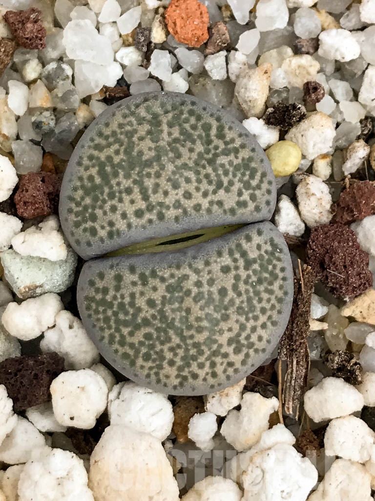 SHPR8486 Lithops terricolor C253, 95 km NW of Port Elizabeth, South Africa - immagine 6