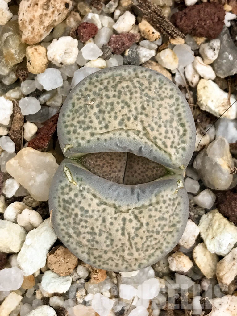 SHPR8486 Lithops terricolor C253, 95 km NW of Port Elizabeth, South Africa - immagine 7