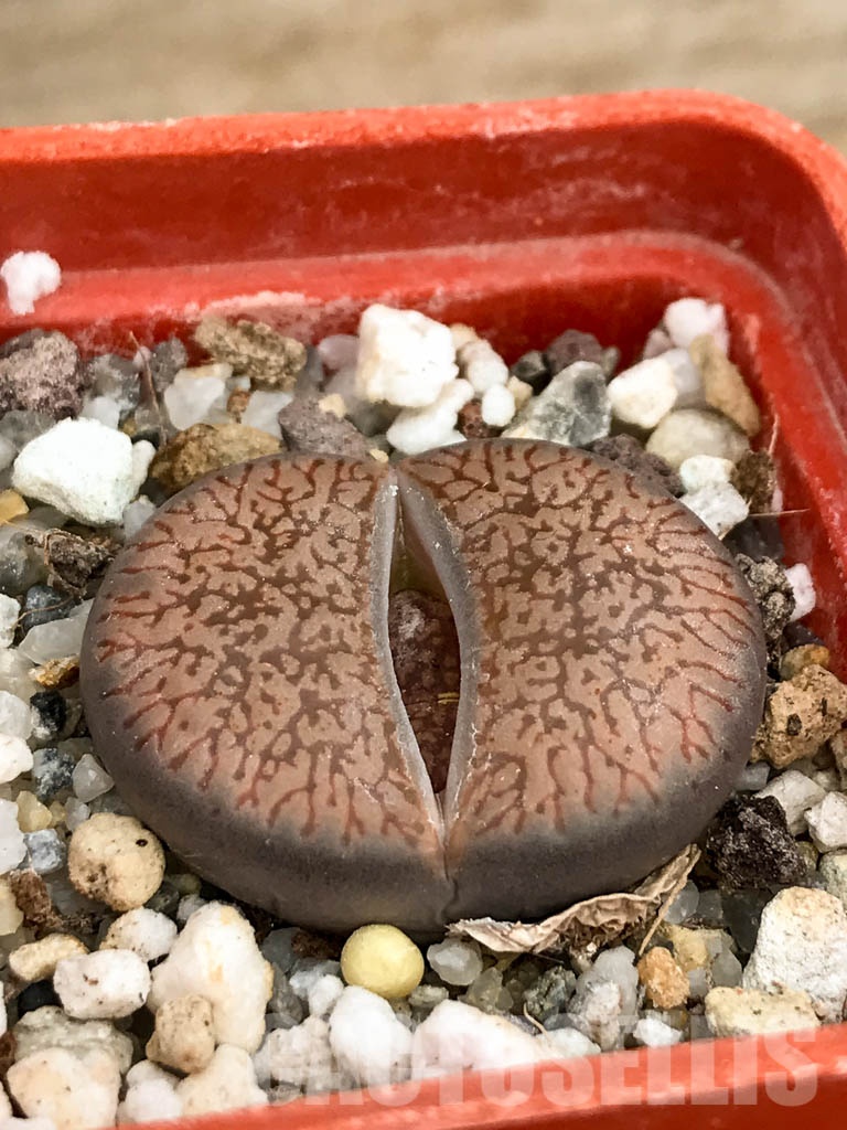 SHPR8488 Lithops aucampiae, Danielskuil, South Africa - 画像 (2)