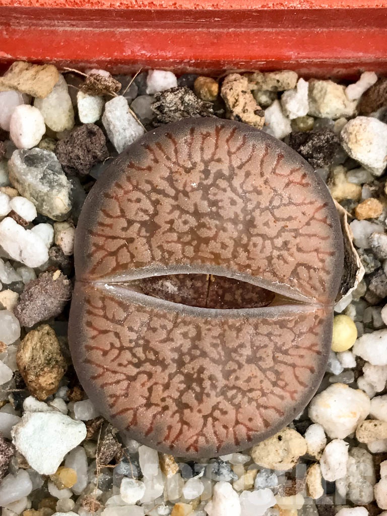 SHPR8488 Lithops aucampiae, Danielskuil, South Africa - 画像 (3)