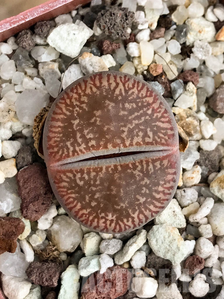 SHPR8488 Lithops aucampiae, Danielskuil, South Africa - 画像 (4)