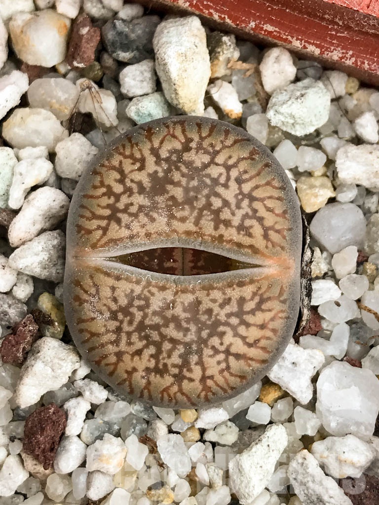 SHPR8488 Lithops aucampiae, Danielskuil, South Africa - 画像 (5)