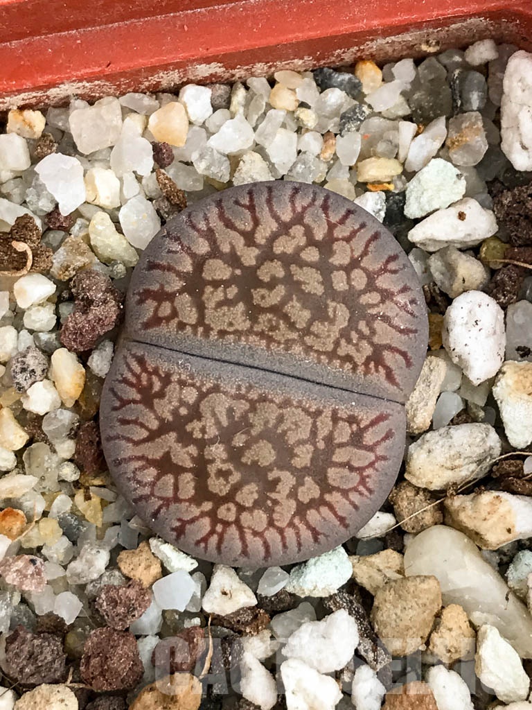 SHPR8488 Lithops aucampiae, Danielskuil, South Africa
