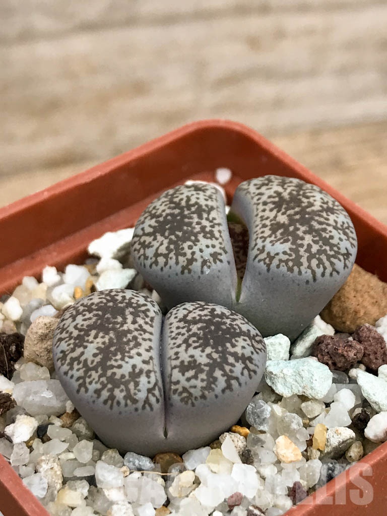 SHPR8490 Lithops lesliei var. venteri, 2 heads - Imagen 2