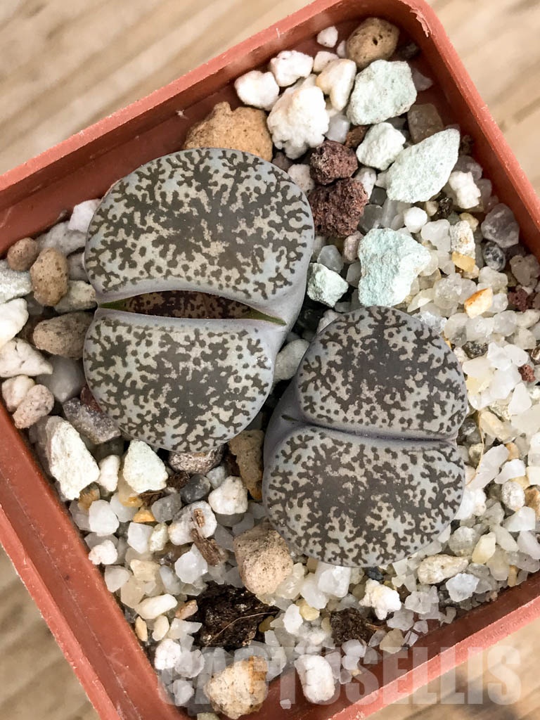 SHPR8490 Lithops lesliei var. venteri, 2 heads
