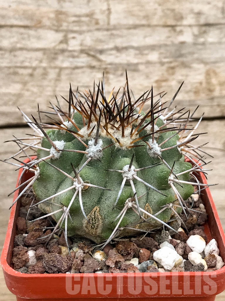 SHPR8492 Copiapoa calderana AW 107, Punta Tototoralillo, Atacama, Chile - Image 3