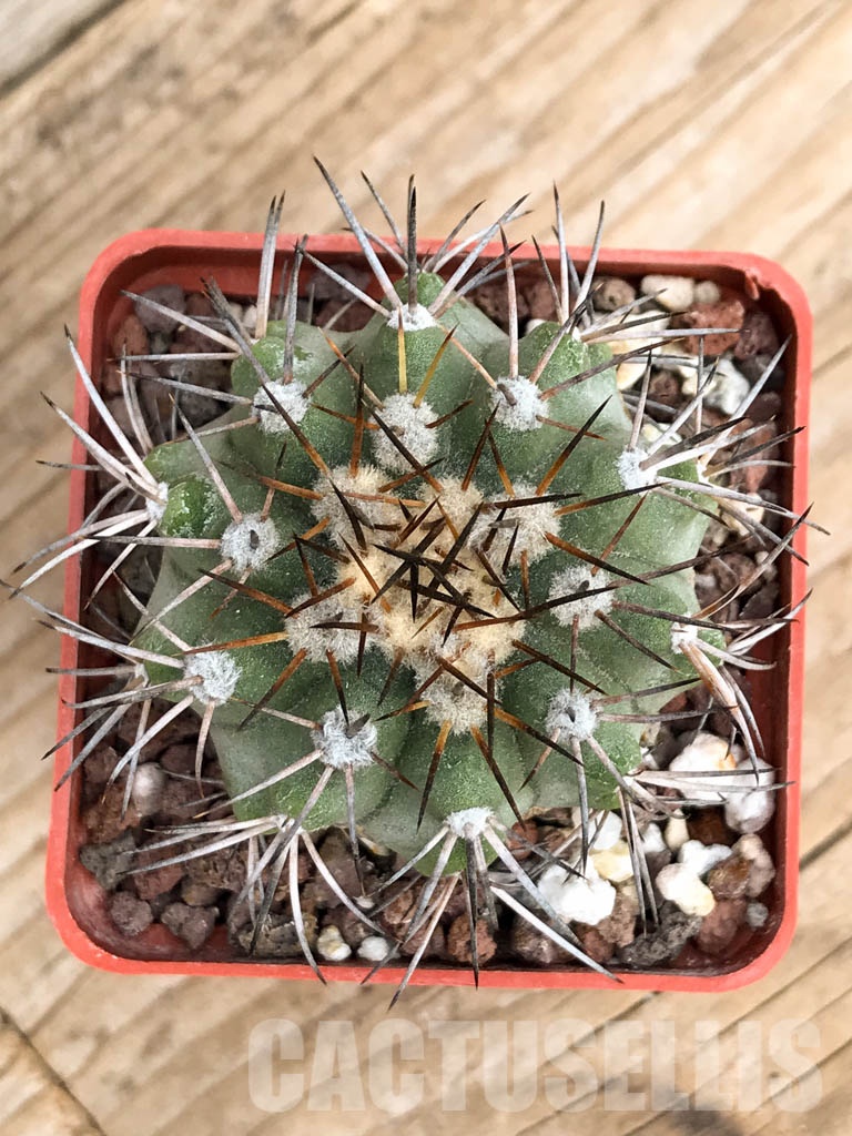 SHPR8492 Copiapoa calderana AW 107, Punta Tototoralillo, Atacama, Chile