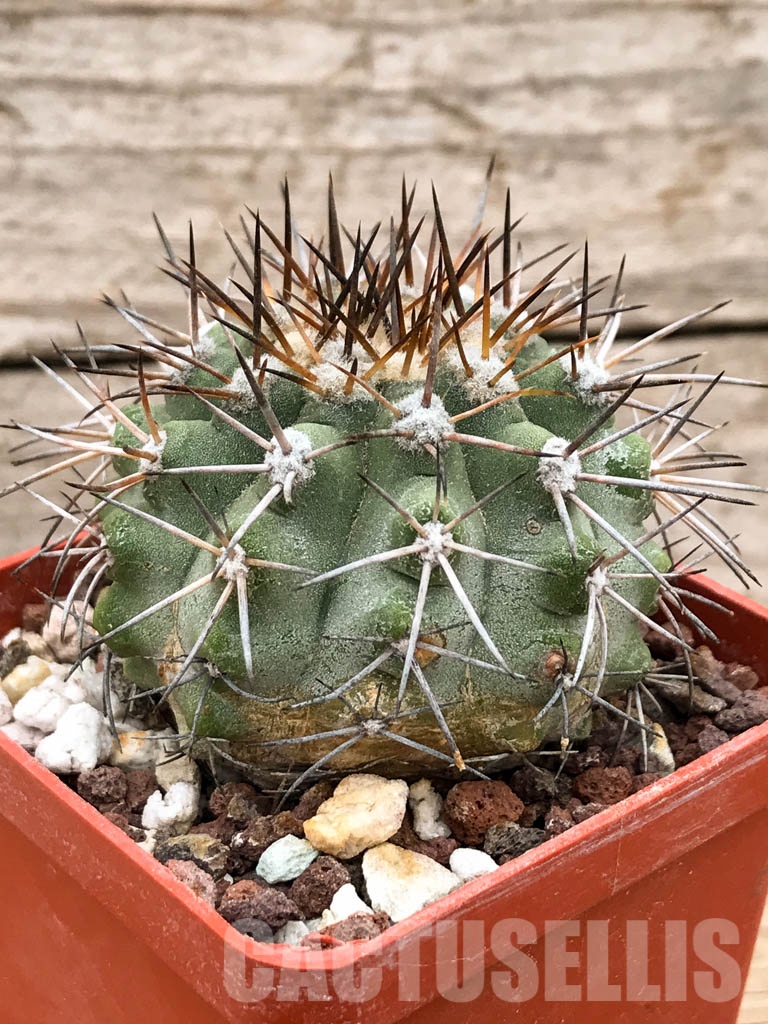 SHPR8492 Copiapoa calderana AW 107, Punta Tototoralillo, Atacama, Chile - Image 4