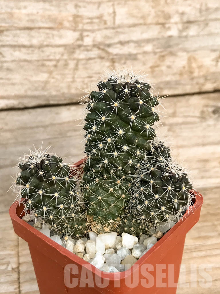 SHPR8493 Copiapoa humilis 'paposoensis', Paposo, Chile