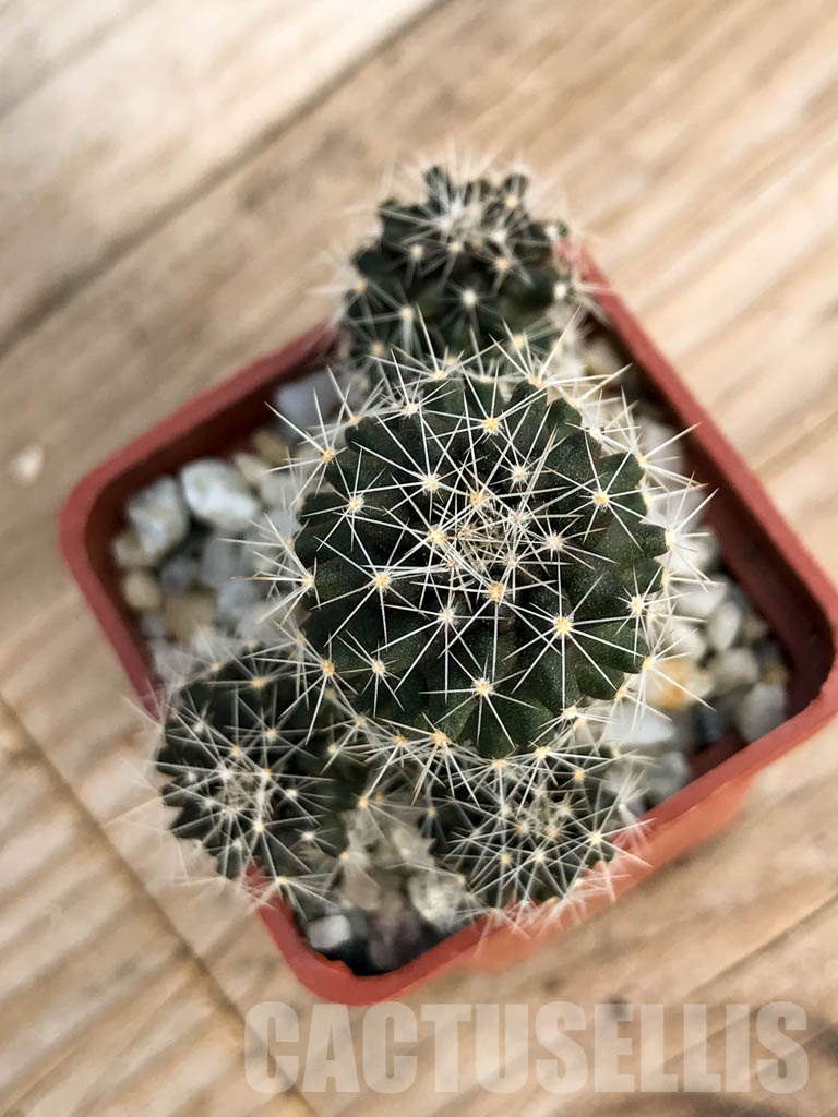 SHPR8493 Copiapoa humilis 'paposoensis', Paposo, Chile - 画像 (3)