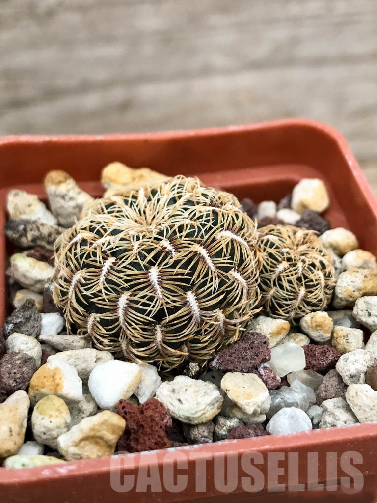 SHPR8497 Sulcorebutia crispata, Zudanez, Bolivia - Image 2