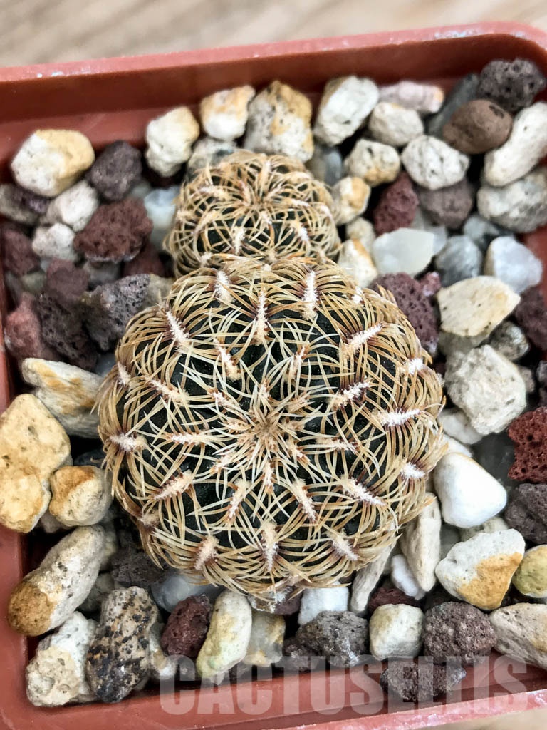 SHPR8497 Sulcorebutia crispata, Zudanez, Bolivia