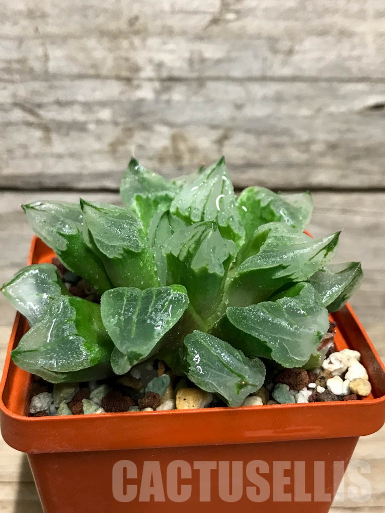 SHPR8499 Haworthia pygmaea mutant 'Ice City' - immagine 2