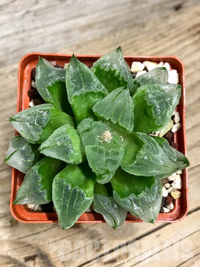 SHPR8499 Haworthia pygmaea mutant 'Ice City'