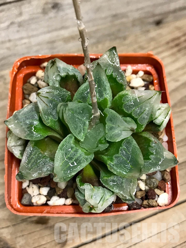 SHPR8499 Haworthia pygmaea mutant 'Ice City' - immagine 4