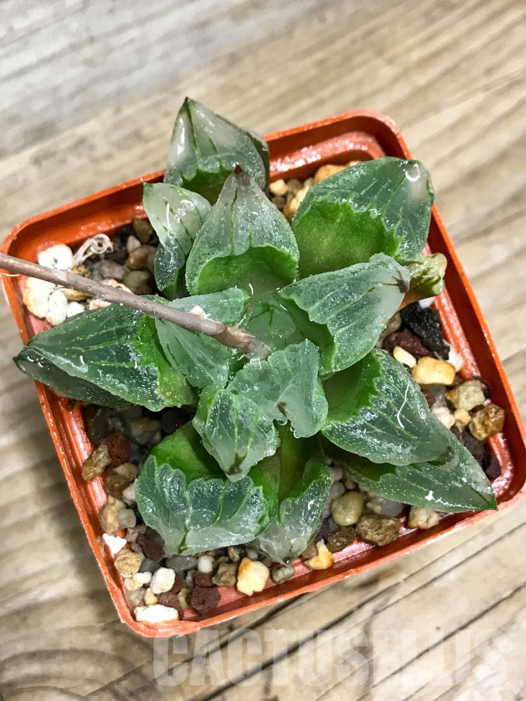 SHPR8499 Haworthia pygmaea mutant 'Ice City' - immagine 5