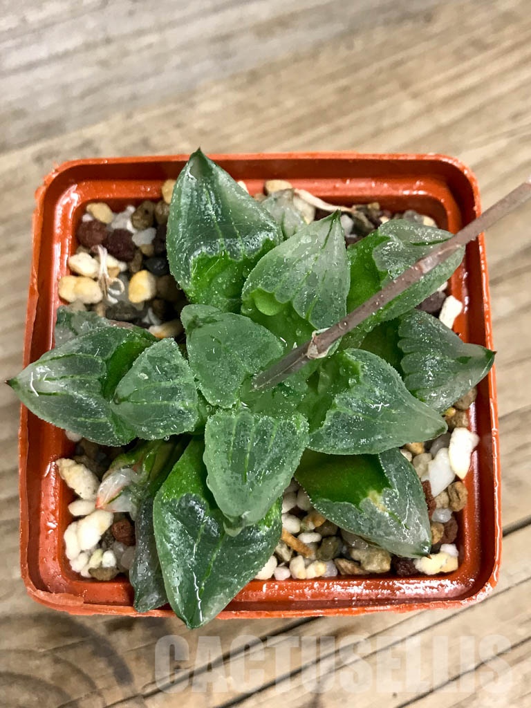 SHPR8499 Haworthia pygmaea mutant 'Ice City' - immagine 6