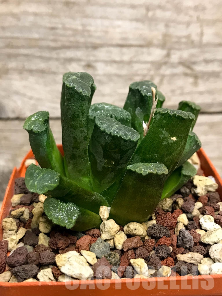 SHPR8500 Haworthia maughanii - Imagen 2