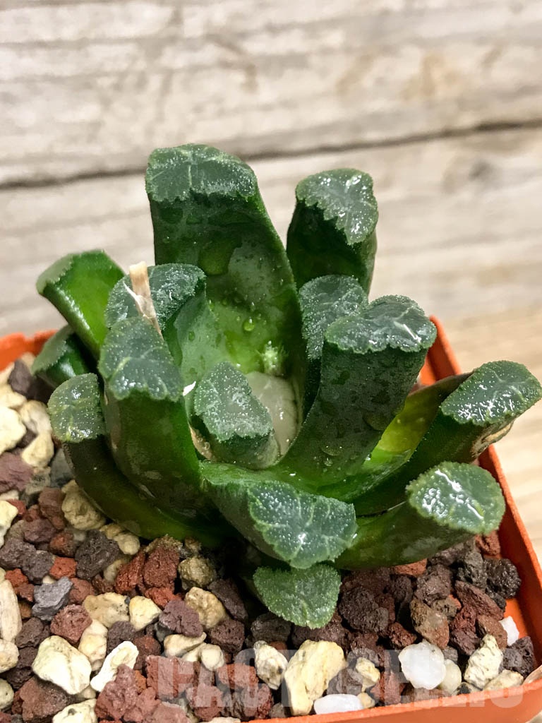 SHPR8500 Haworthia maughanii