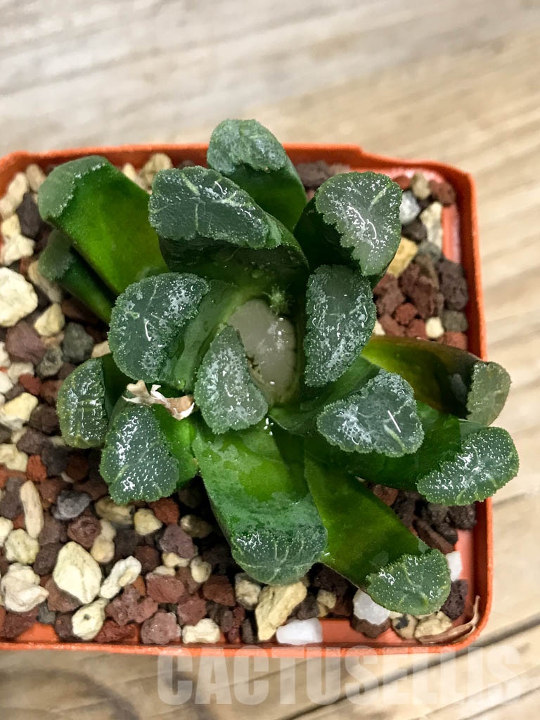 SHPR8500 Haworthia maughanii - Imagen 4