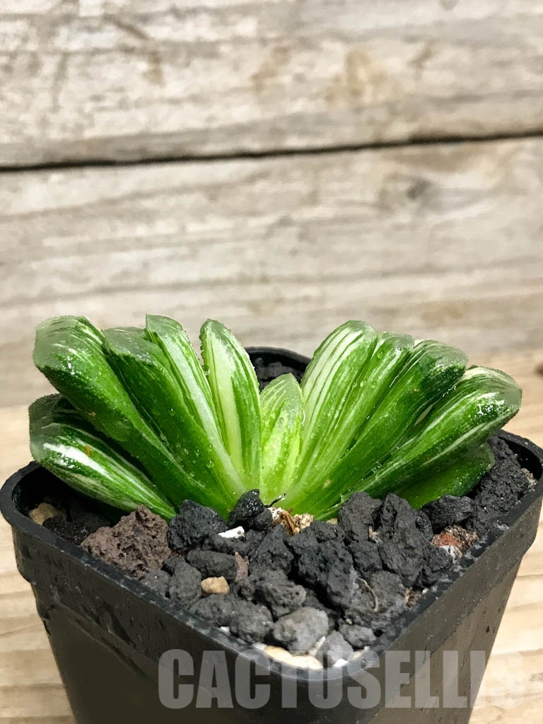 SHPR8504 Haworthia truncata ‘Lime Green’ f. variegata - Image 2