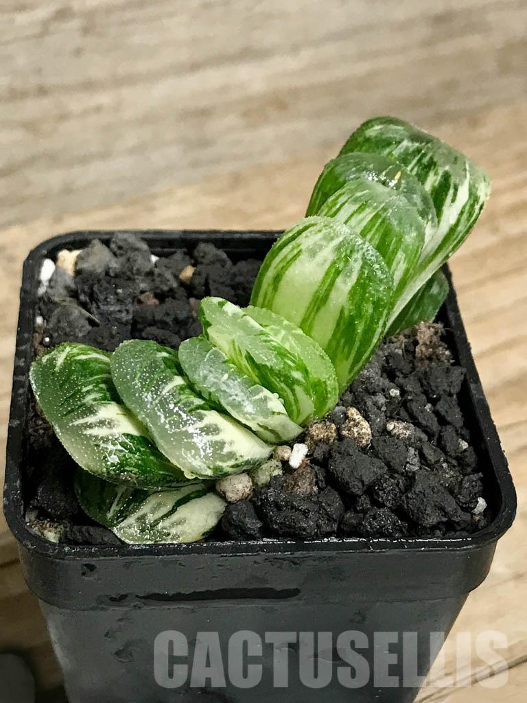 SHPR8504 Haworthia truncata ‘Lime Green’ f. variegata