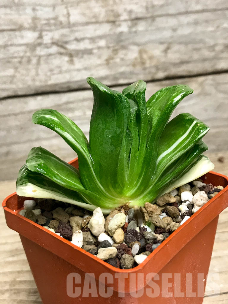 SHPR8505 Haworthia truncata ‘Lime Green’ f. variegata