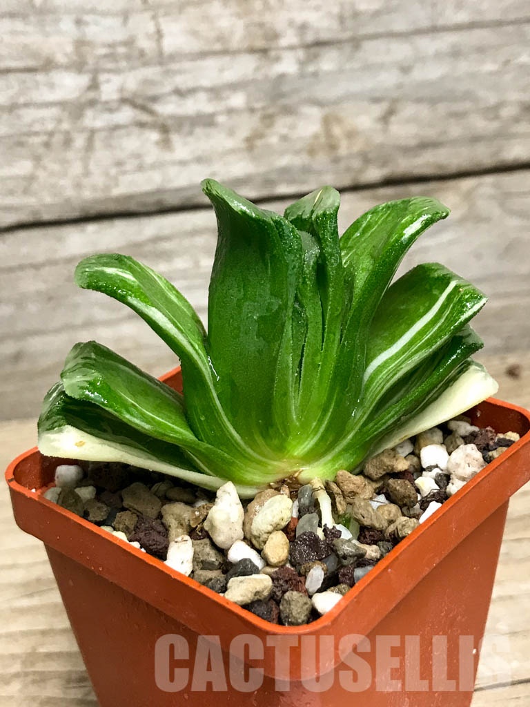 SHPR8505 Haworthia truncata ‘Lime Green’ f. variegata - Image 2