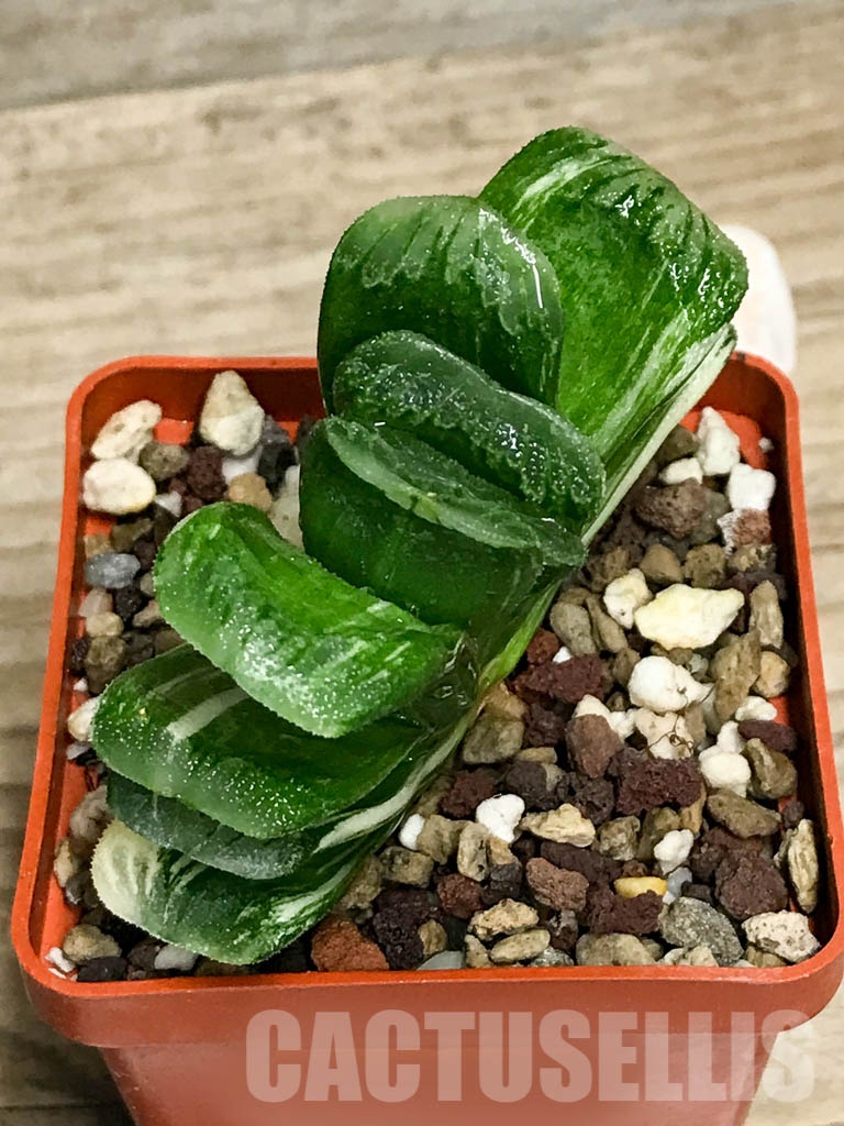 SHPR8505 Haworthia truncata ‘Lime Green’ f. variegata - Image 3