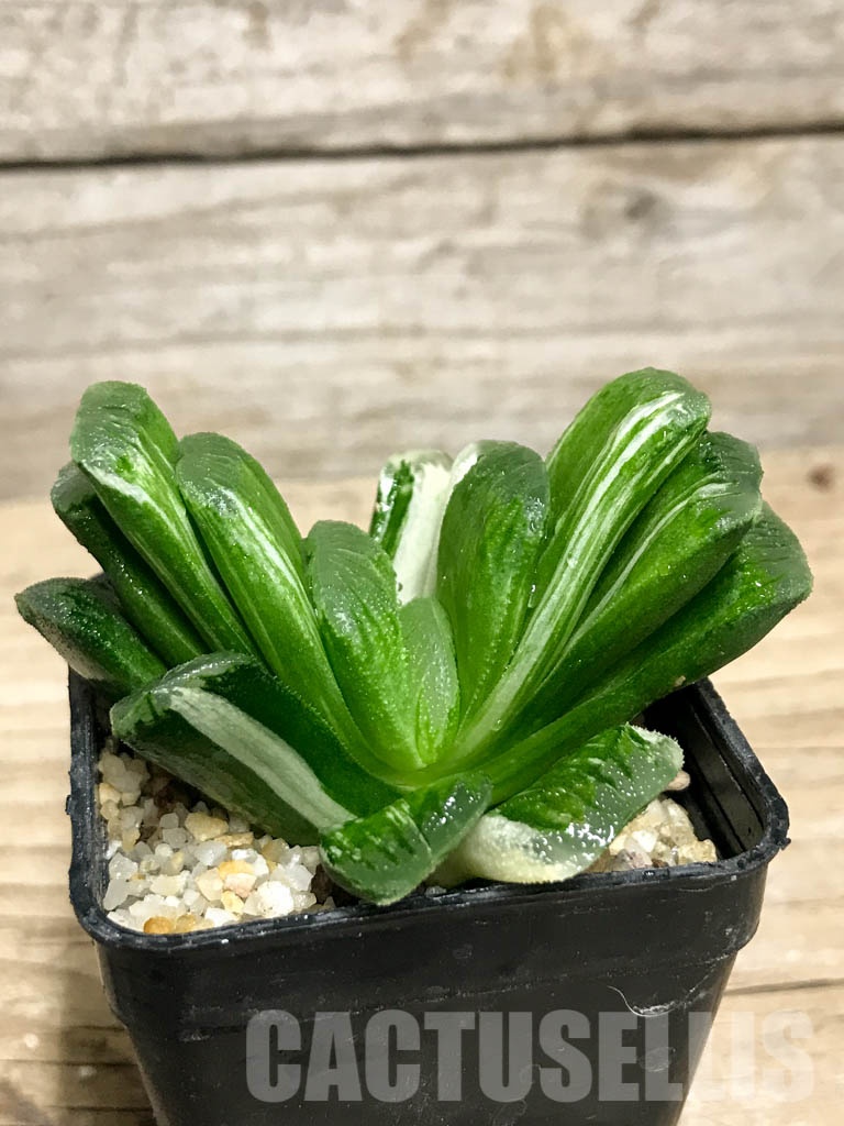SHPR8507 Haworthia truncata ‘Lime Green’ f. variegata - Image 2