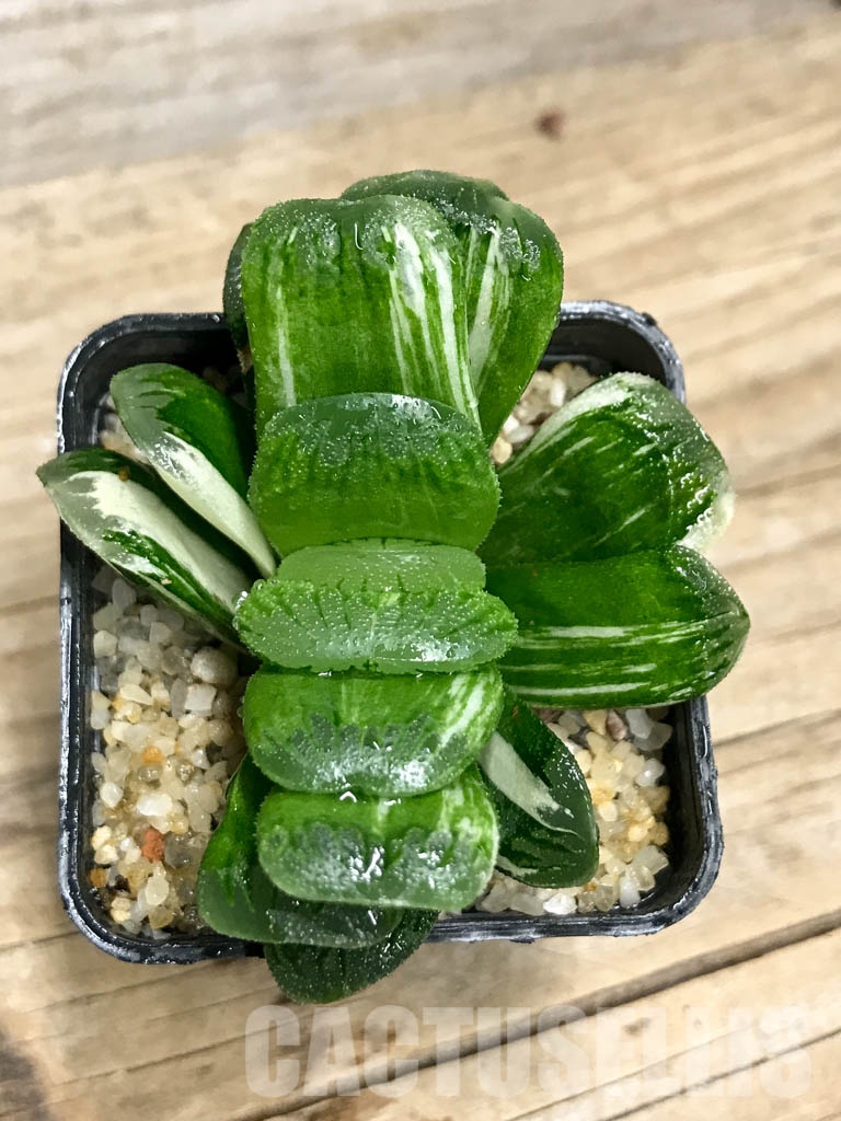 SHPR8507 Haworthia truncata ‘Lime Green’ f. variegata