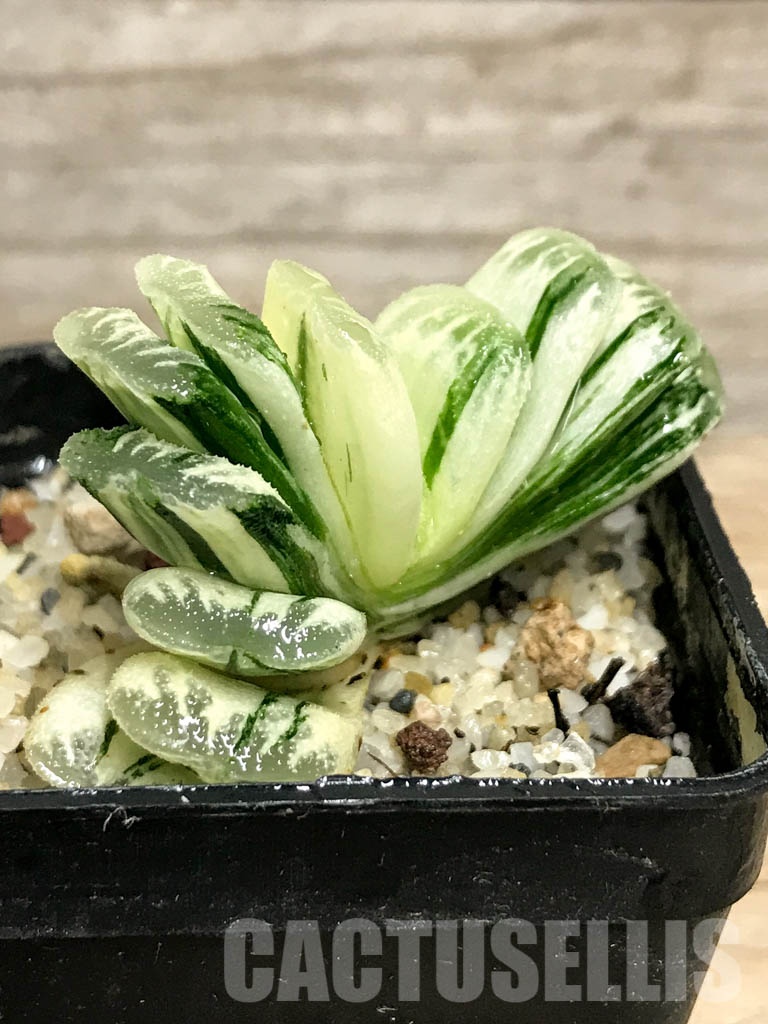 SHPR8508 Haworthia truncata ‘Lime Green’ f. variegata