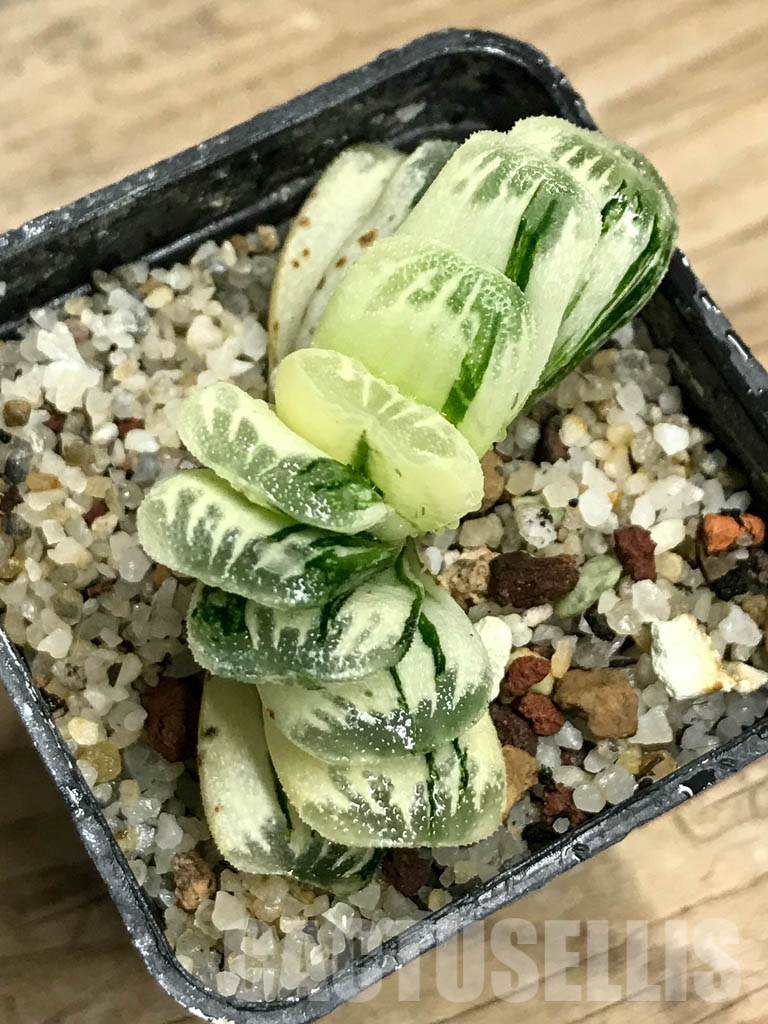 SHPR8508 Haworthia truncata ‘Lime Green’ f. variegata - Image 3