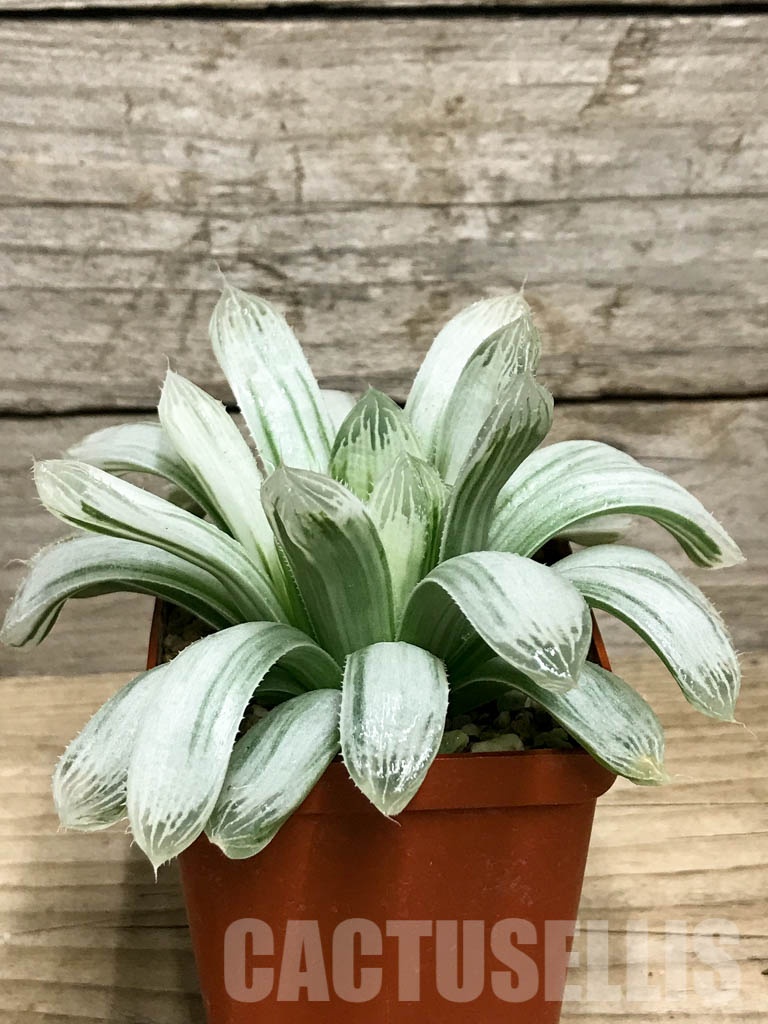 SHPR8509 Haworthia cooperi f. variegata