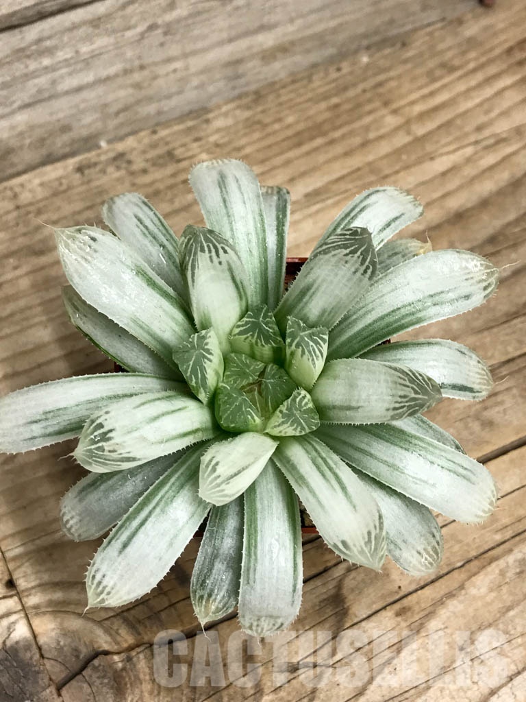 SHPR8509 Haworthia cooperi f. variegata - Зображення 3