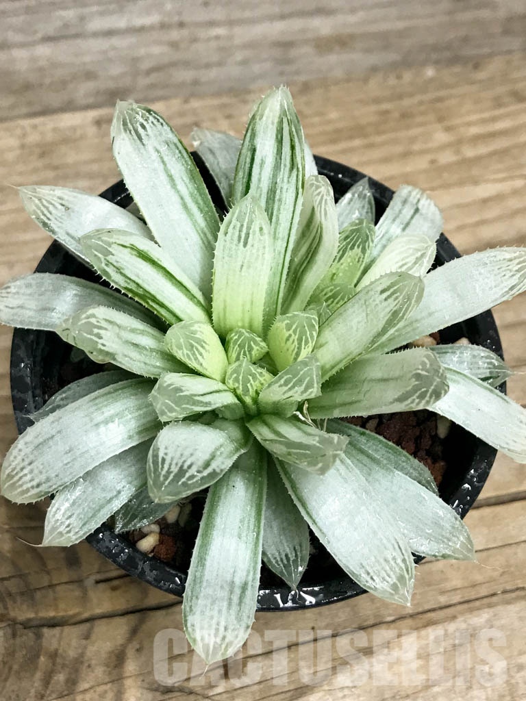 SHPR8509 Haworthia cooperi f. variegata - Зображення 4