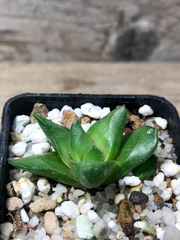 SHPR8517 Haworthia scabra var. starkiana - 画像 (2)
