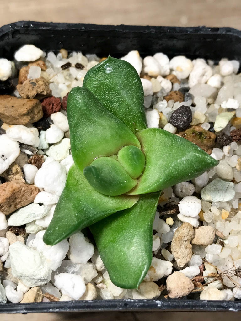 SHPR8517 Haworthia scabra var. starkiana