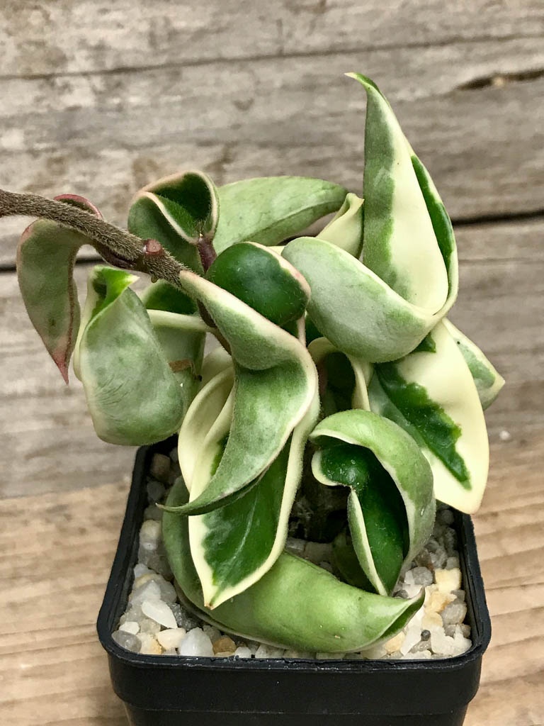 SHPR8519 Hoya carnosa compacta f. variegata - Кактус онлайн