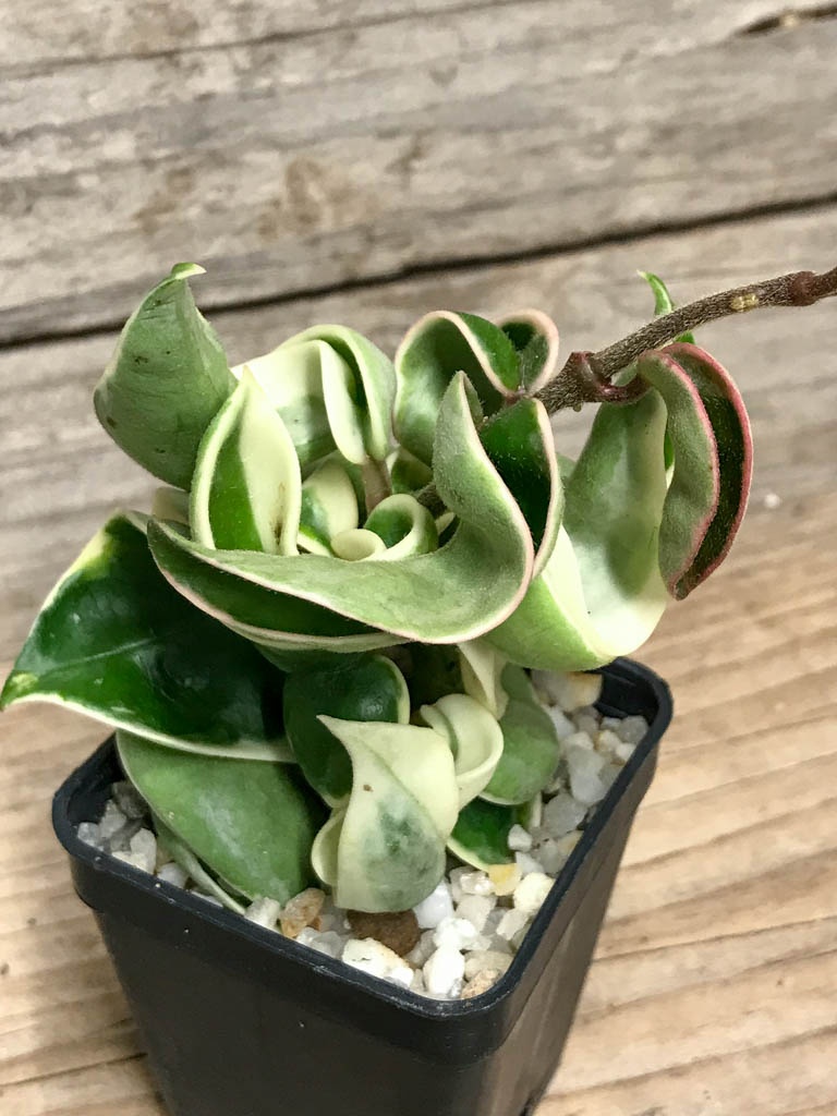 SHPR8519 Hoya carnosa compacta f. variegata - Image 4