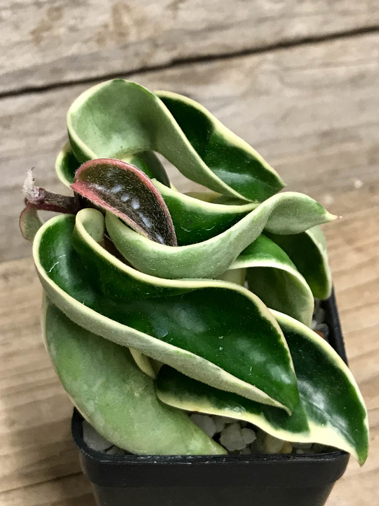 SHPR8519 Hoya carnosa compacta f. variegata