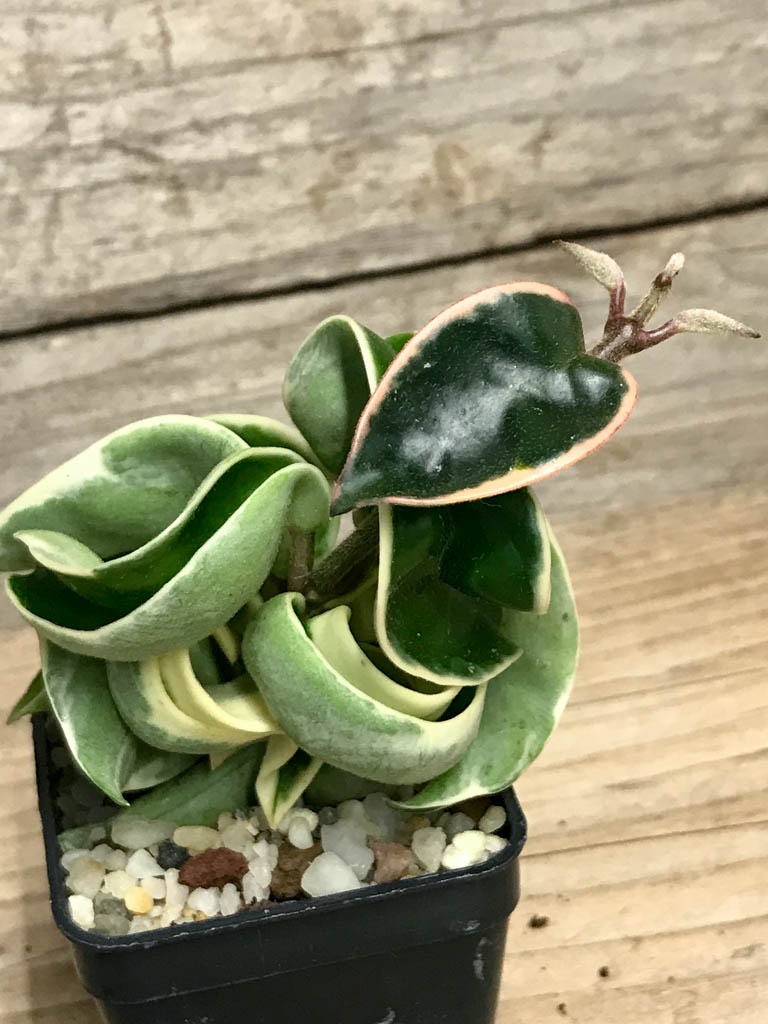 SHPR8519 Hoya carnosa compacta f. variegata - Кактус онлайн