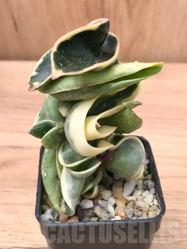 SHPR8519 Hoya carnosa compacta f. variegata - Image 7