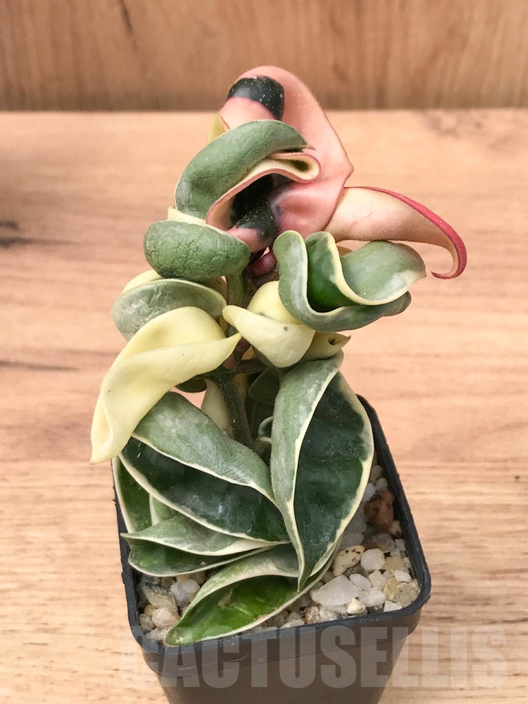SHPR8519 Hoya carnosa compacta f. variegata - Кактус онлайн