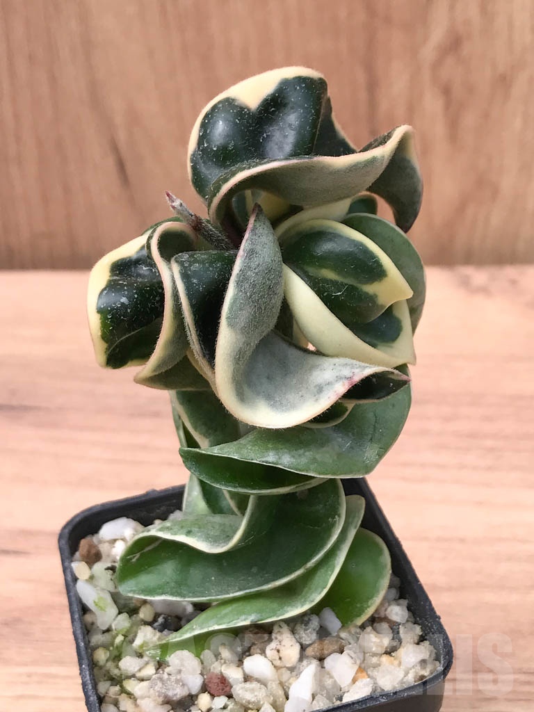 SHPR8519 Hoya carnosa compacta f. variegata - Image 8