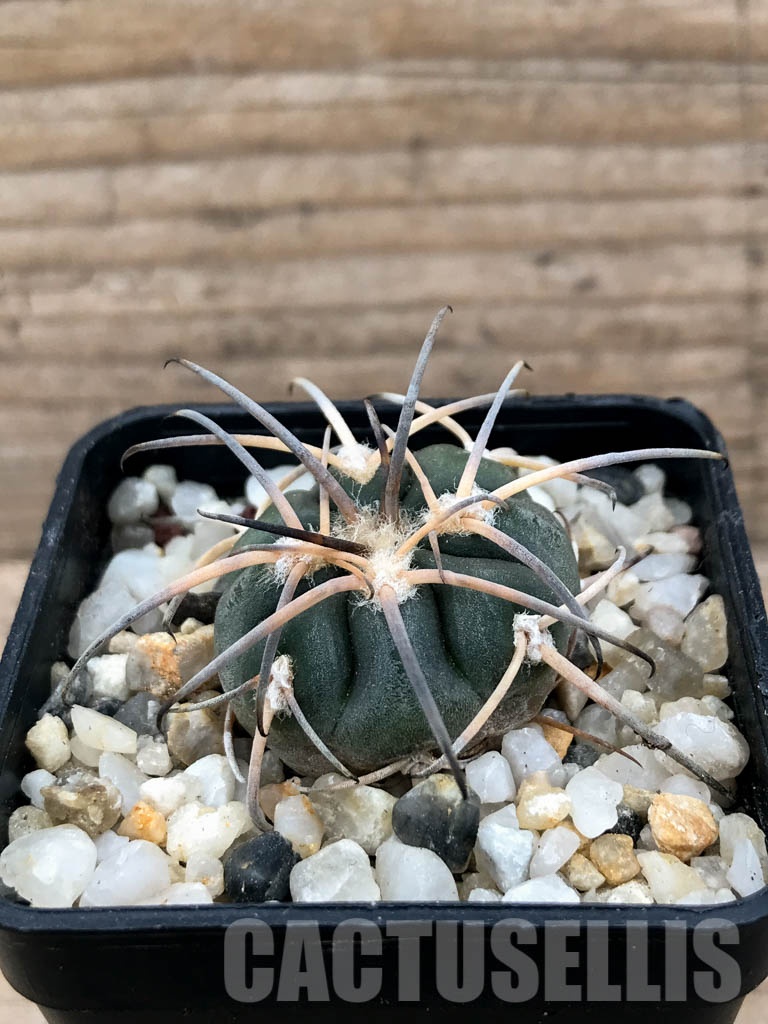 SHPR8522 Gymnocalycium spegazzinii var. major - Image 2